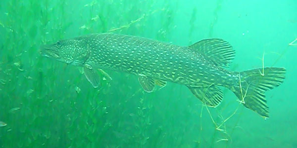 Toolenburgerplas Snoek in helder water